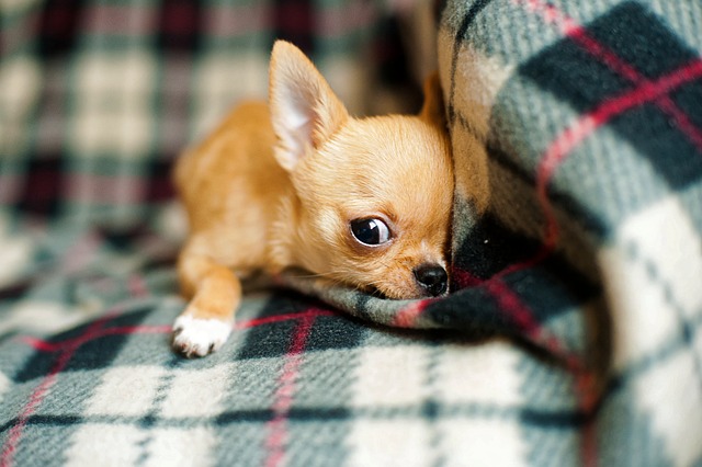 how to treat separation anxiety in chihuahuas