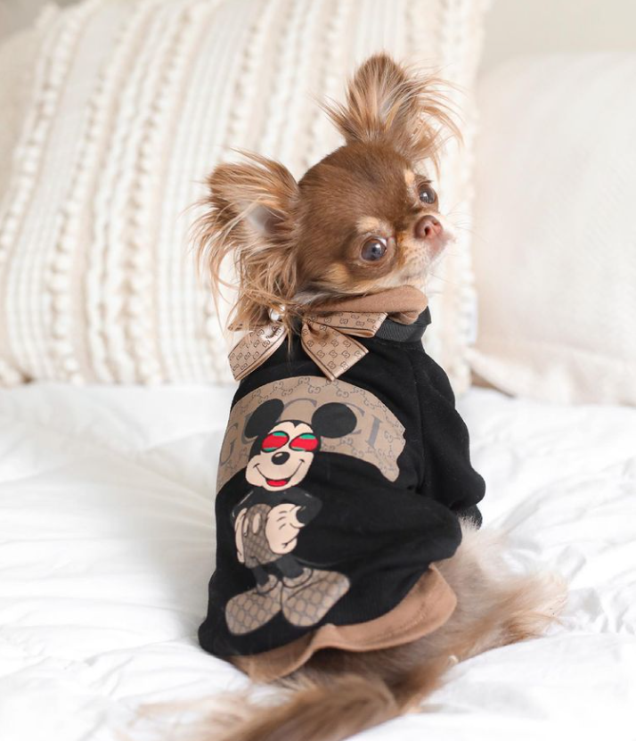 hoodie for a chihuahua