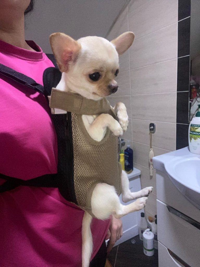 chihuahua carriers