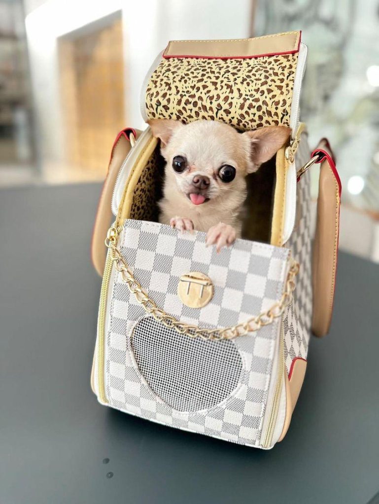 chihuahua carrier- accessory for a chihuahua