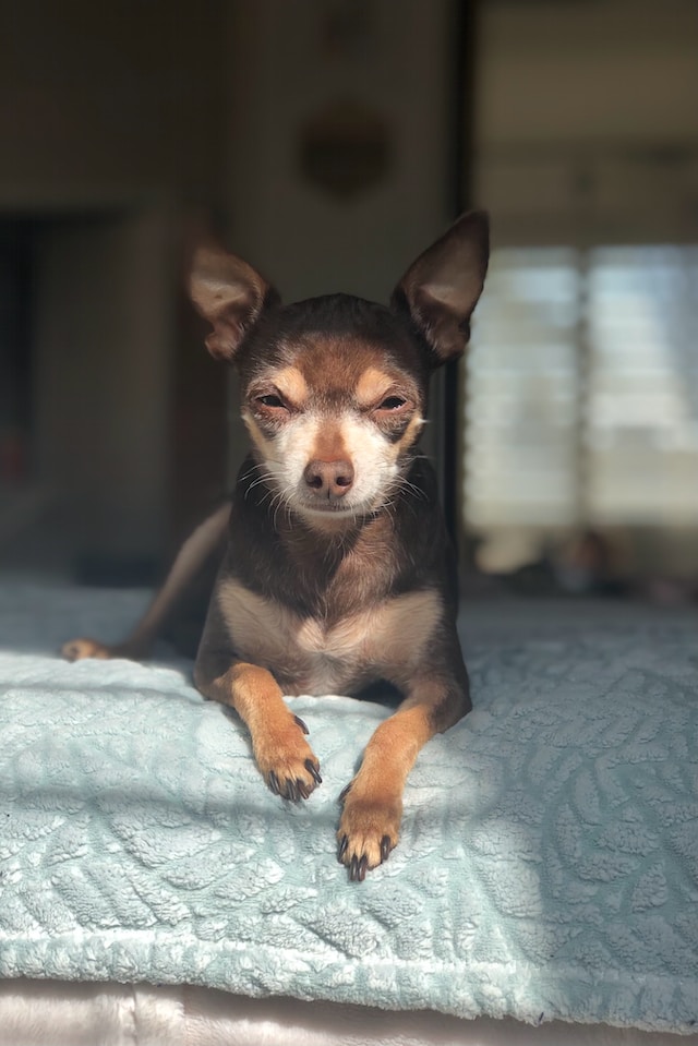 chihuahua sitting on the bed